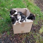 Pauvres chiots abandonnés sur le bord d’une autoroute, attendent désespérément un sauveur