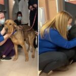 Ce chien abandonné refuse de quitter l’abri sans embrasser chaque membre du personnel – vous ne croirez pas ce qui se passe ensuite !