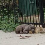 Un duo de chiots abandonnés refuse de se quitter en attendant de l’aide – Vous n’allez pas croire ce qui se passe ensuite !