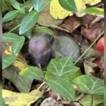 Une femme découvre le plus petit ‘animal mystère’ endormi dans les bois, vous n’allez pas en croire vos yeux !