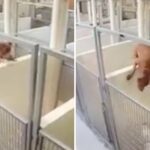 Regardez cette incroyable vidéo d’un Pitbull qui saute par-dessus un enclos pour réconforter son meilleur ami