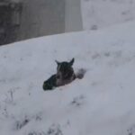 Ce chien abandonné s’est blotti dans un banc de neige en attendant désespérément d’être sauvé
