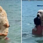 Ce chien insiste pour câliner son père dans l’eau, la raison va vous faire fondre