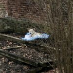 Une femme sort dans son jardin et découvre un intrus endormi dans son parterre de fleurs : son histoire incroyable va vous surprendre !