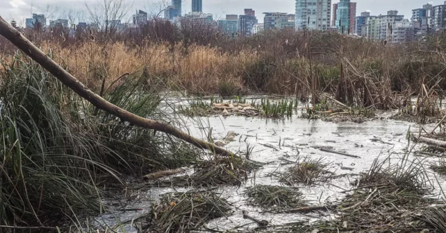 Des signes de castors sont observés dans le Lost Lagoon de Vancouver en hiver