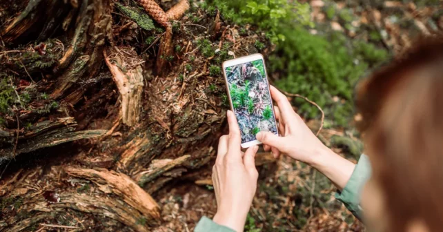Jeune randonneuse prenant une photo des détails de la forêt lors de sa promenade en forêt.