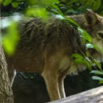 Les scientifiques se tournent vers des microbes invisibles pour soutenir la conservation des animaux