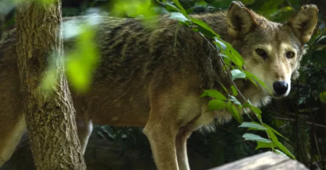 Photo fournie par le zoo national et l'institut de biologie de conservation du Smithsonian