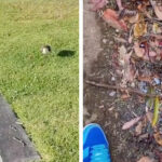 Elle voit un oiseau pleurer près d’une bouche d’égout pendant l’orage, ce qu’elle découvre est incroyable !