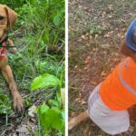 Ce chien adorable ne s’arrêtera pas avant d’avoir sauvé tous les tortues en danger – Découvrez son incroyable travail de sauvetage !