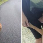 Une femme se promène dans les bois lorsqu’un chien lui demande de le suivre : ce qui se passe ensuite est incroyable !