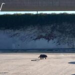 Une femme au volant sur l’autoroute aperçoit une créature velue escalader la bretelle d’entrée : la scène est hallucinante !