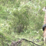 Urgent : cette girafe est en danger avec un pneu autour de son cou, découvrez comment lui venir en aide !