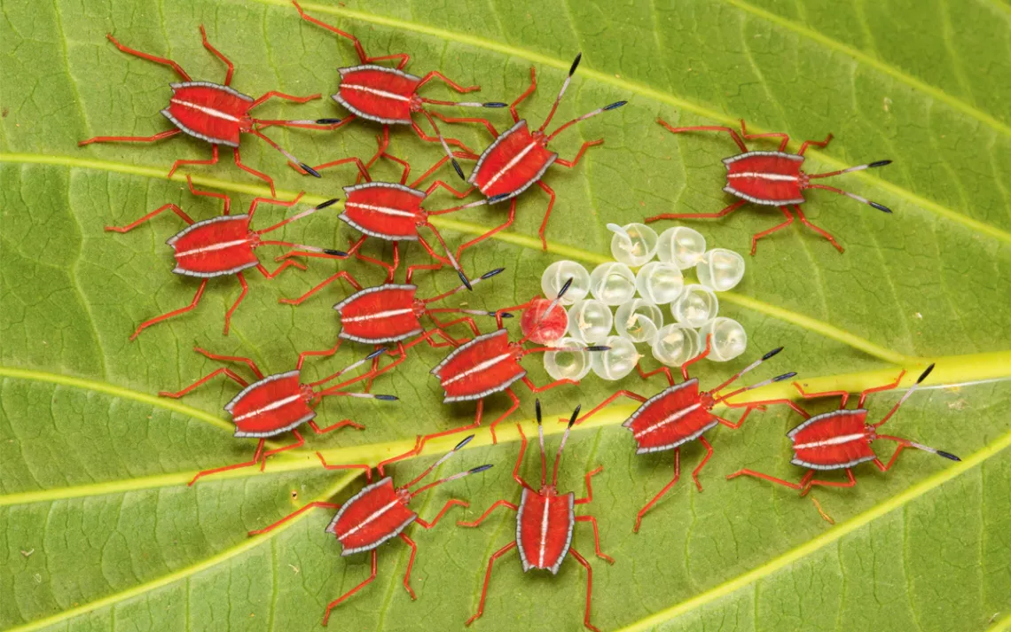 Nymphes d'insectes géants