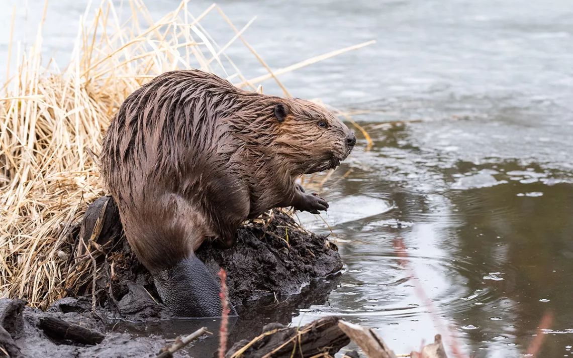 Un beau castor d'un brun brillant est accroupi au bord d'un ruisseau, ses pattes écartées jointes.