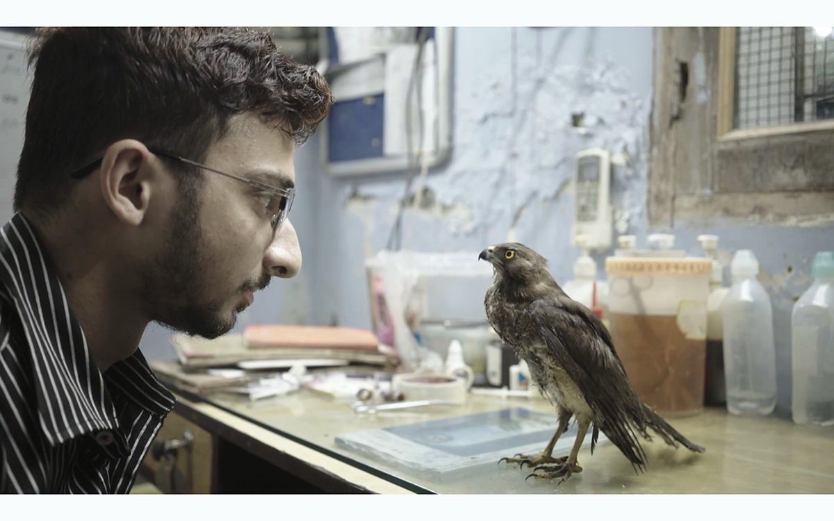 Un homme vêtu d'une chemise boutonnée et de lunettes regarde dans les yeux d'un petit oiseau prédateur au bec crochu. 