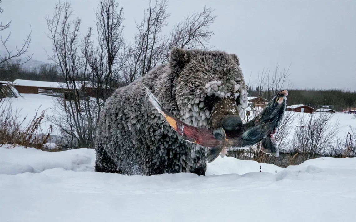   Un petit grizzly avec un saumon coho ayant frayé.  Le village de pêcheurs de Klukshu se trouve sur la rive opposée.