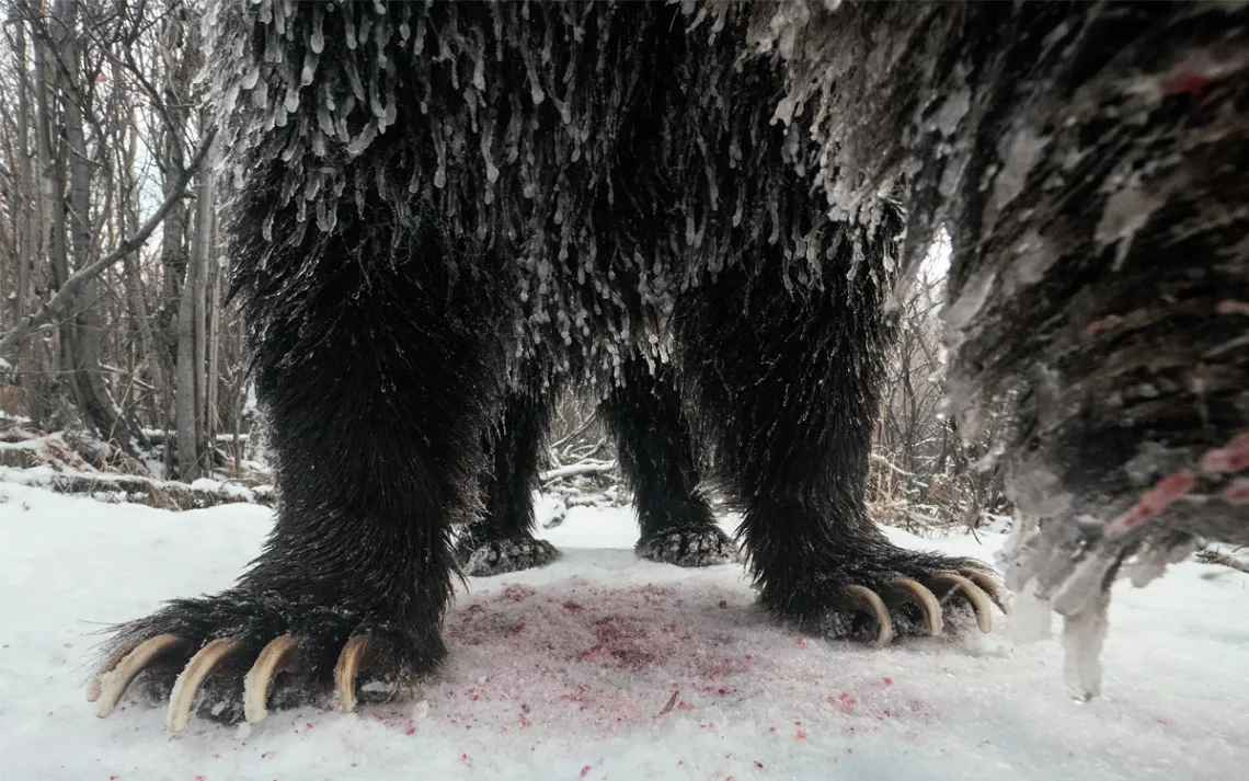 Le maire de Klukshu, le grizzly dominant du secteur, inspecte une caméra télécommandée dans la forêt de la région de Kluane. 