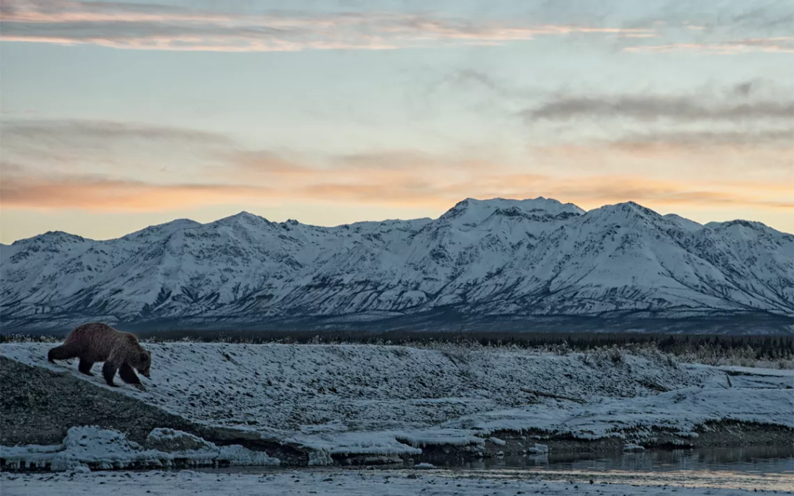 Un grizzli de couleur claire s'approche de son trou de pêche dans la rivière Kluane, sous les chaînons Kluane.