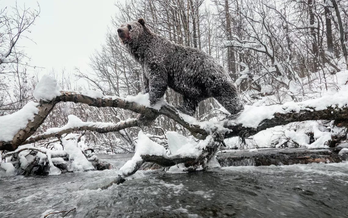 Un grizzli utilise un arbre tombé pour traverser la rivière Klukshu au début de l'hiver. 