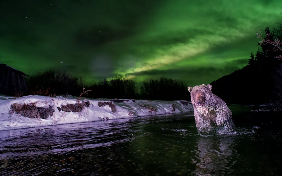 Un grizzli pêche le saumon coho dans la rivière Klukshu, au Yukon, au Canada, les terres traditionnelles des Premières Nations Champagne et Aishihik.