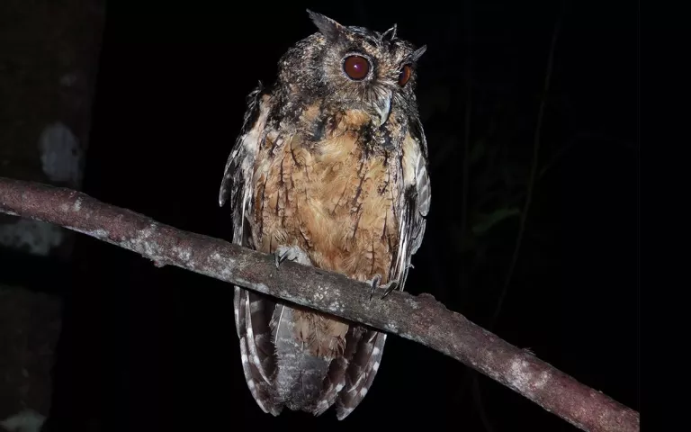 Chouette sur une branche la nuit