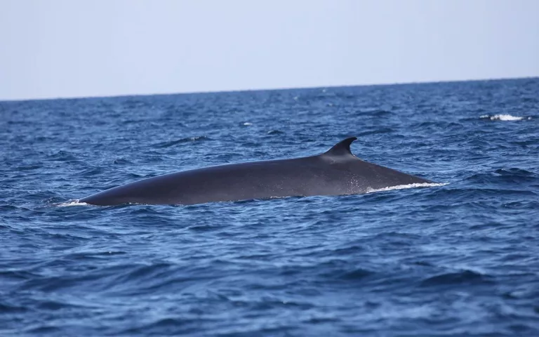 Baleine partiellement immergée dans l'océan