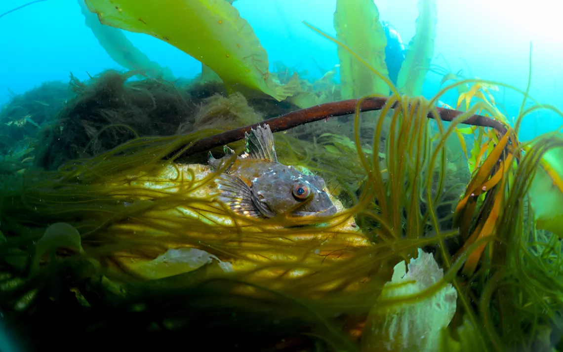 Joli poisson argenté aux yeux d'insecte couché dans un lit jaune verdâtre de varech arctique sous l'eau