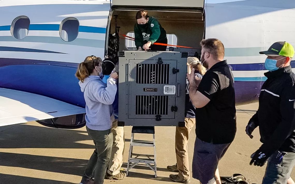 Personnel du Endangered Wolf Center Transport d'un loup rouge