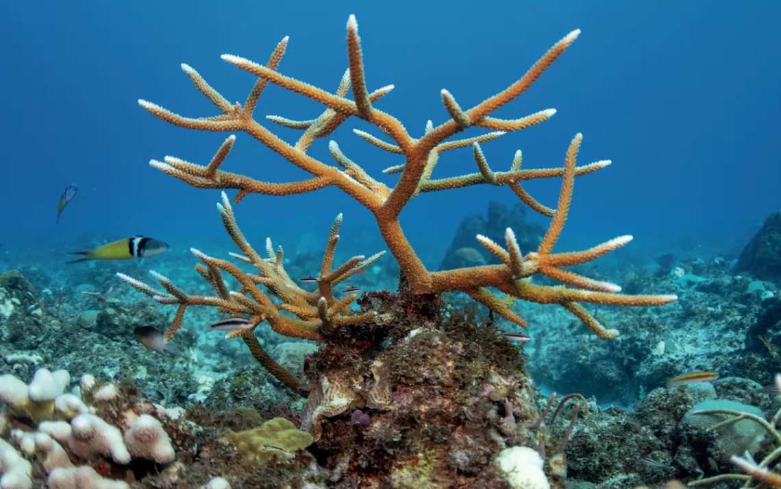 Un corail staghorn florissant planté il y a quatre ans