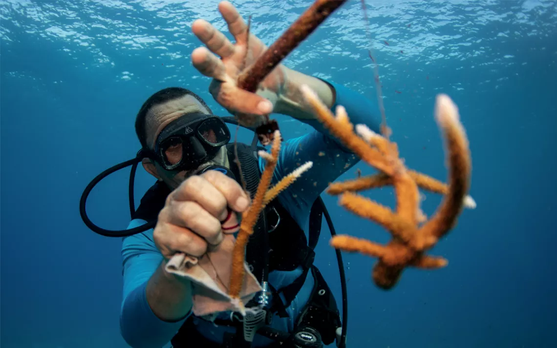Reinaldo Borrego Hernández est sous l'eau en tenue de plongée, nettoyant un morceau de corail orange.