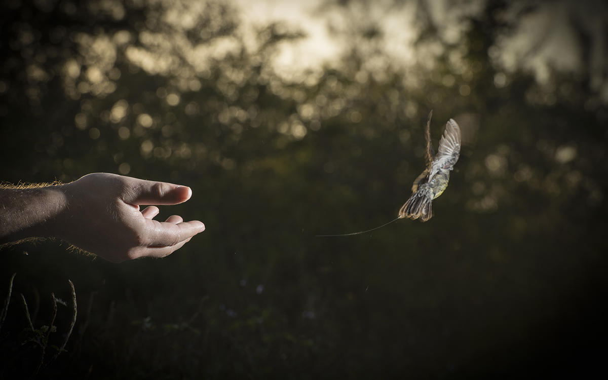 Oiseau prenant son envol d'une main ouverte sur un fond verdoyant, avec une étiquette radio fine comme un cheveu attachée. 