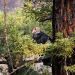 Les condors en voie de disparition sont les victimes des incendies de forêt en Californie