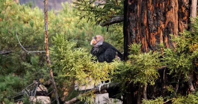 Les condors en voie de disparition sont les victimes des incendies de forêt en Californie