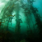 Les secrets stockés dans les algues