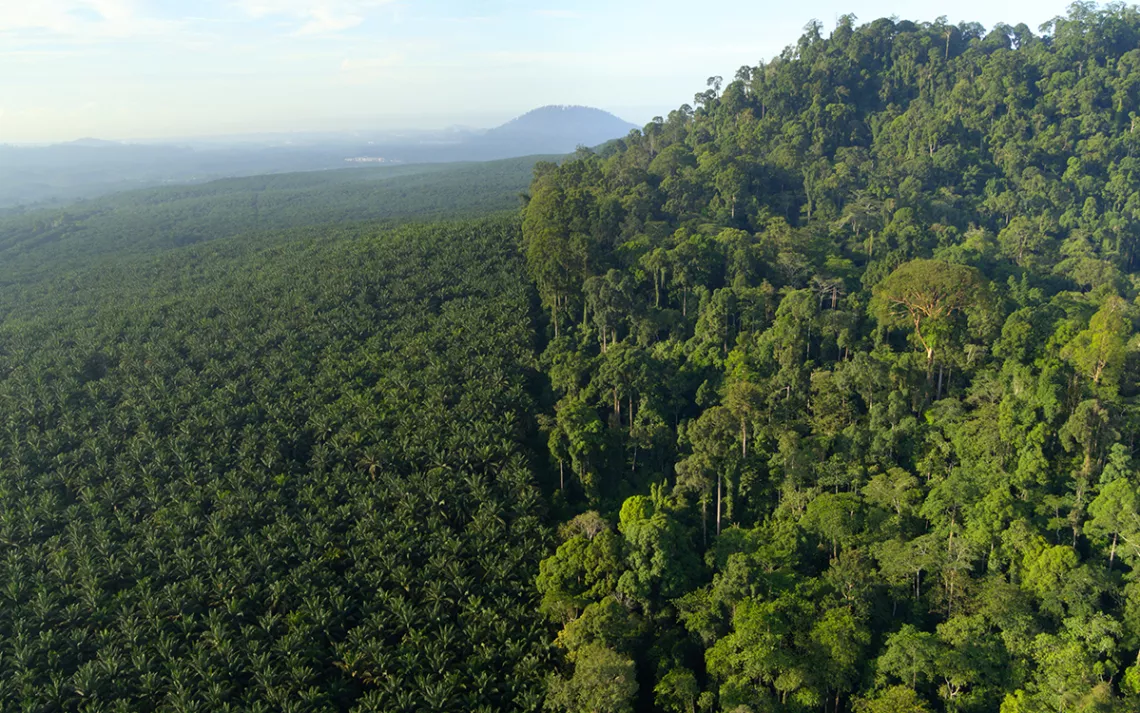 Plantation de palmiers à huile à côté d'une région boisée de Bornéo, vue du ciel.