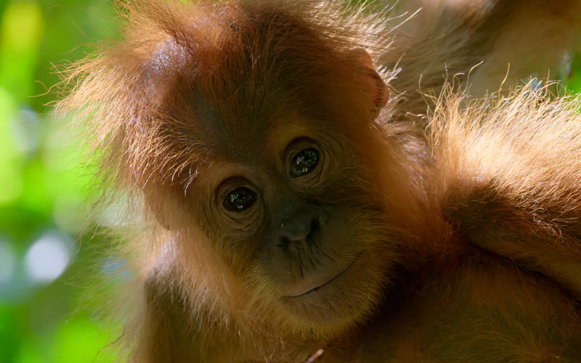 Jeune orang-outan à Bornéo. 