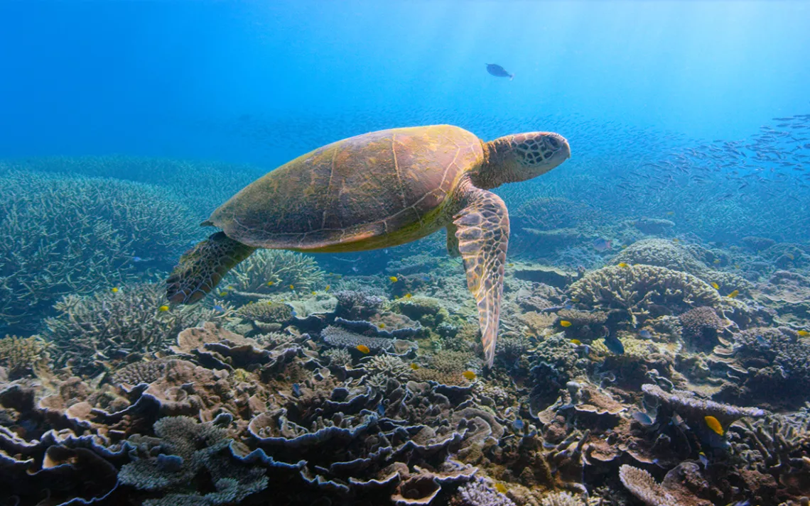 Tortue nageant au-dessus des récifs coralliens dans un océan magnifiquement bleu, vue sous l'eau