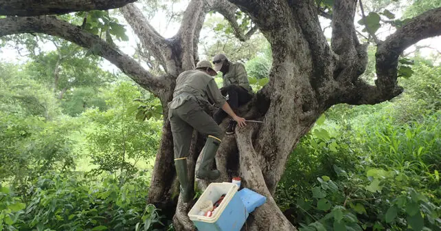 Deux chercheurs grimpent sur un arbre à la recherche de larves de moustiques