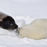 Une nouvelle menace pour les phoques du Groenland