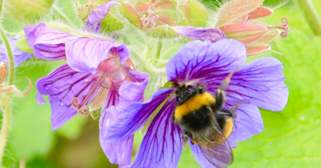 Grand et beau Bombus Terestris devant une fleur violette.