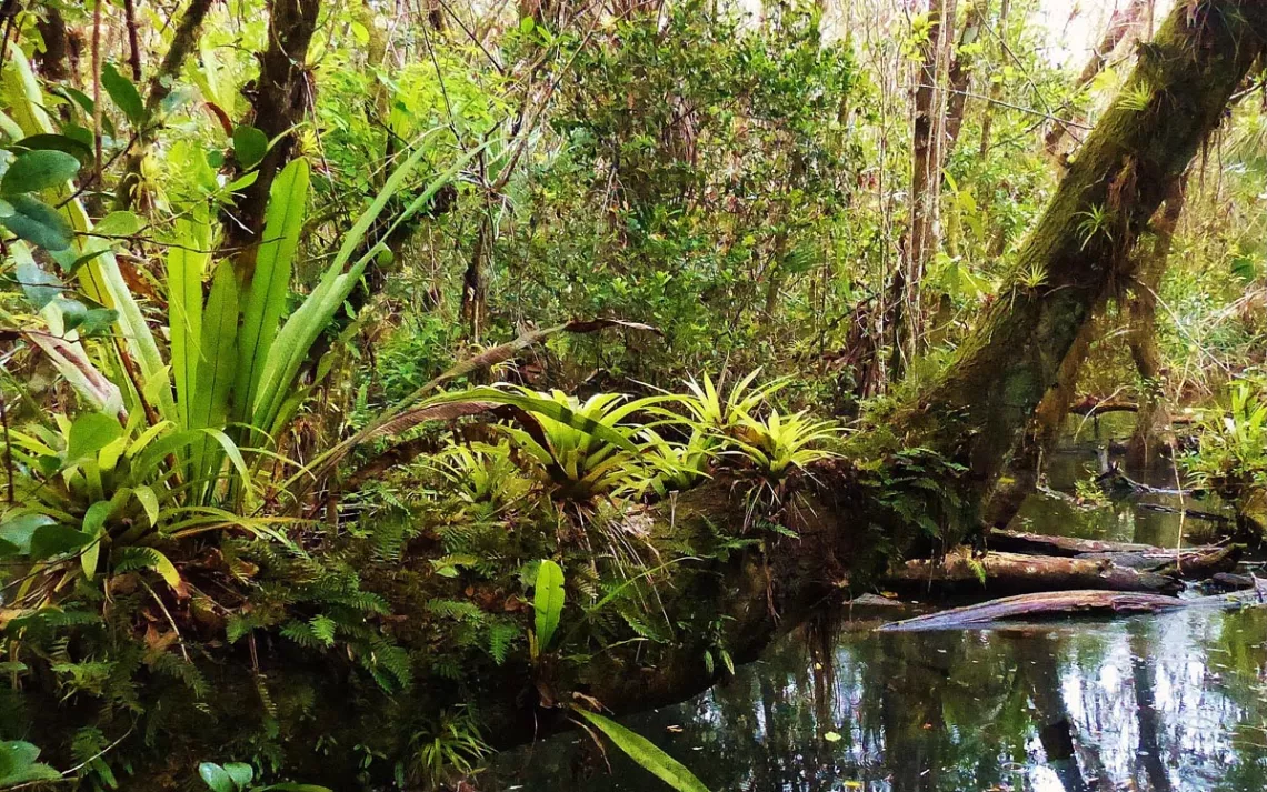 Réserve de Fakahatchee Strand