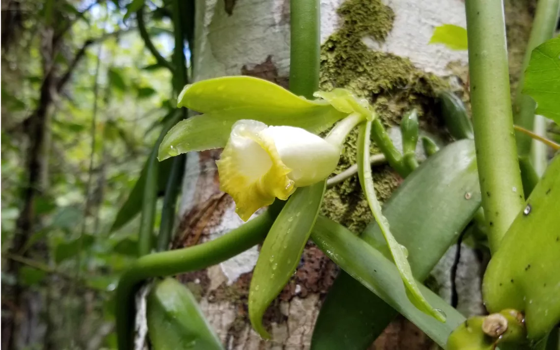 Vigne d'orchidée vanille indigène en fleurs