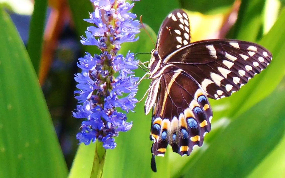 Papillon machaon Palamède