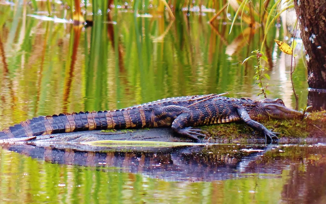 Jeune alligator sur une bûche verdoyante dans un marais