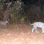 Les « Guerriers Jaguar » du Mexique risquent leur vie pour sauver les félins