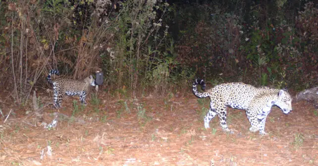 Les « Guerriers Jaguar » du Mexique risquent leur vie pour sauver les félins