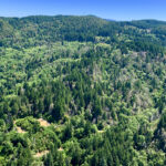 Une quarantaine dans la forêt