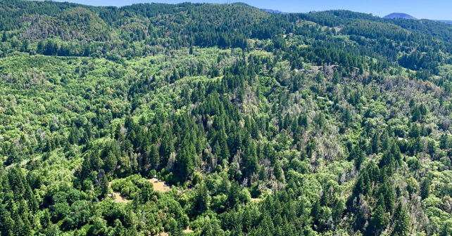 Une quarantaine dans la forêt