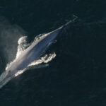 Comment pouvons-nous protéger les baleines de l’industrie du transport maritime ?